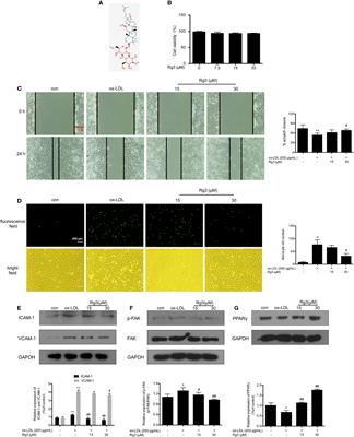 Ginsenoside Rg3 Alleviates ox-LDL Induced Endothelial Dysfunction and Prevents Atherosclerosis in ApoE−/− Mice by Regulating PPARγ/FAK Signaling Pathway